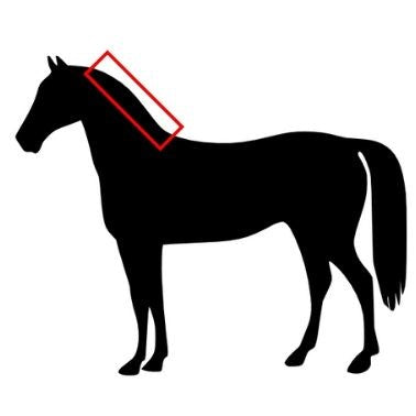 Hair Mineral Analysis: Dogs, Cats & Horses