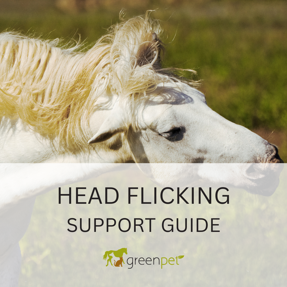 Equine Head Flicking Support Guide