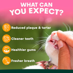 Petz Park Cat Toothpaste