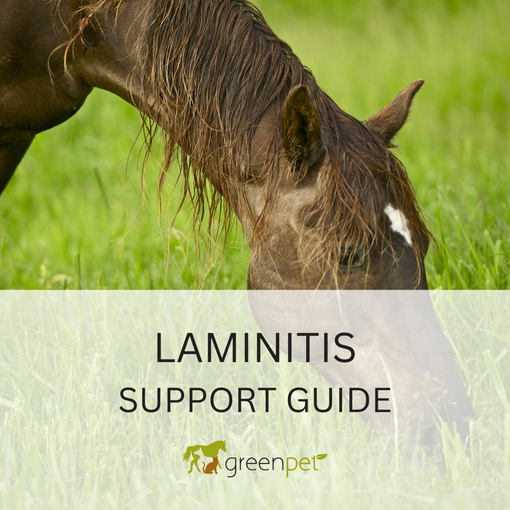 Laminitis Support Guide