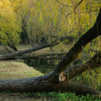 White Willowbark Powder