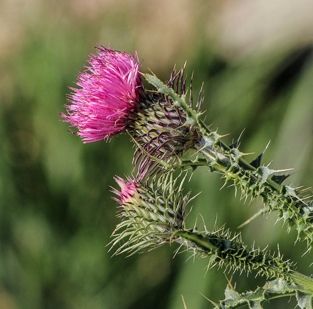 Milk Thistle Herbal Drops