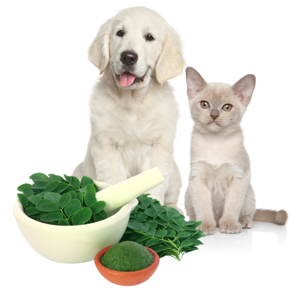 Moringa Leaf Powder - Pets