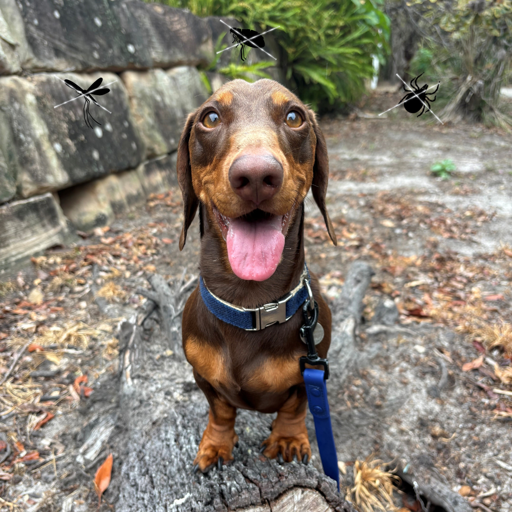Greenpet Herbal Collar Solution