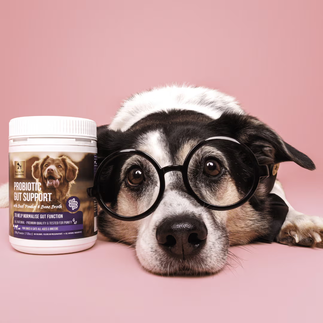 Natural Pet Supplements - Probiotic Gut Support