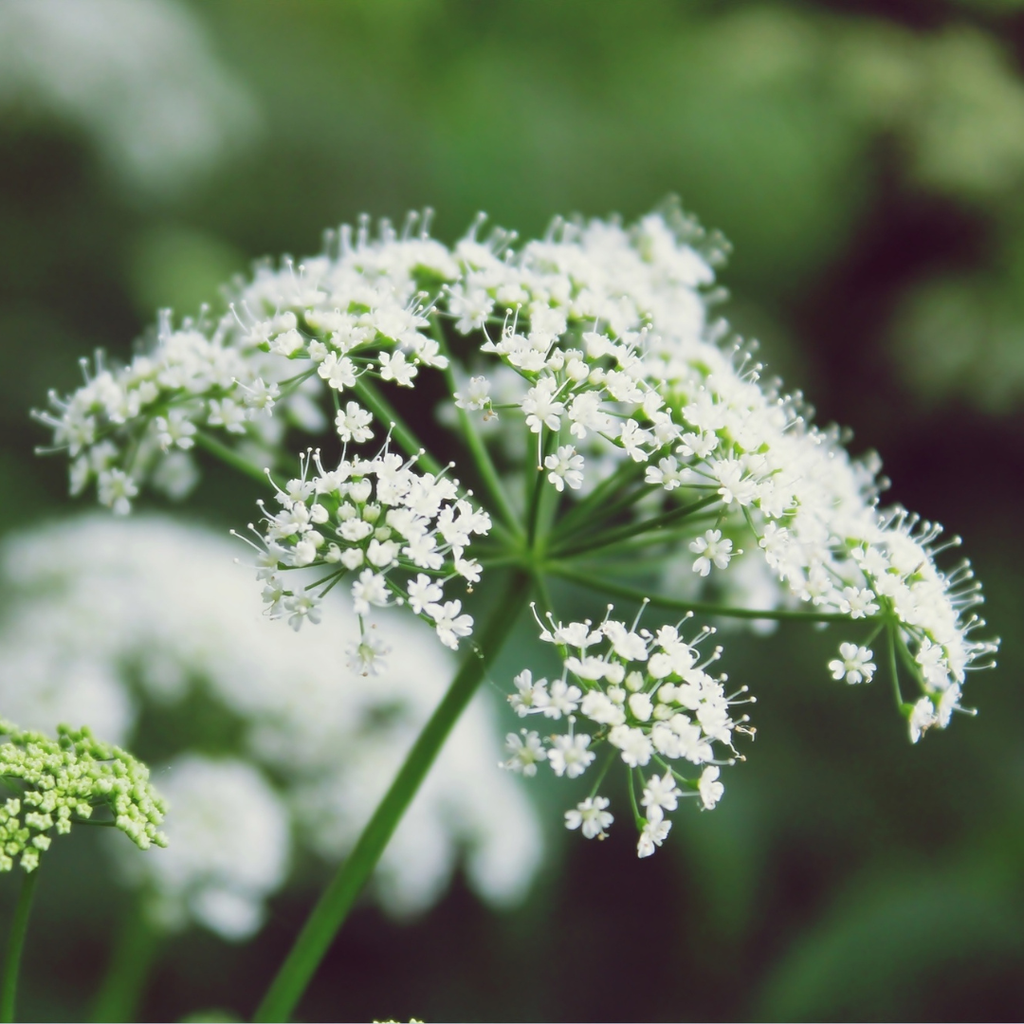 Valerian Root