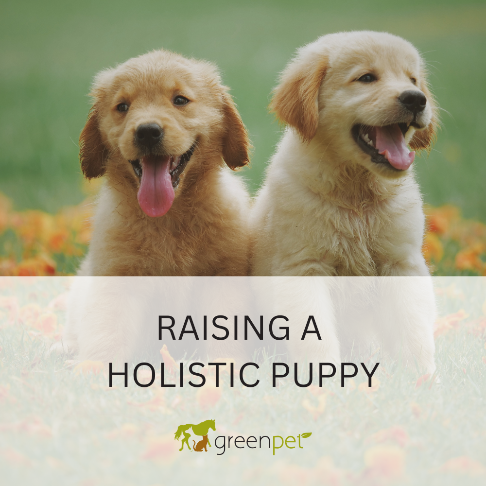 Raising A Holistic Puppy Guide