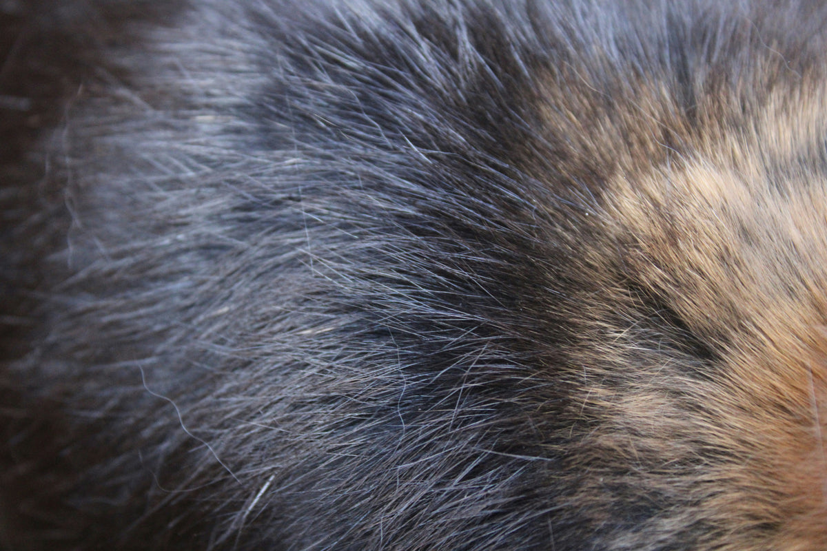 Bio Compatibility Testing for Animals