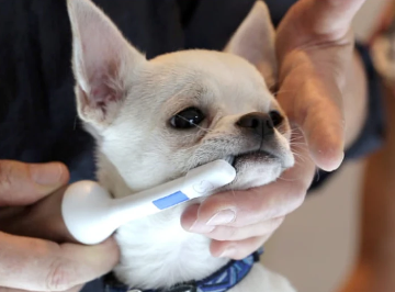 Mira-Pet Toothbrush Kit