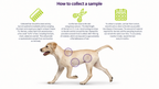 Hair Mineral Analysis: Dogs, Cats & Horses