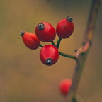 Rosehip Granules
