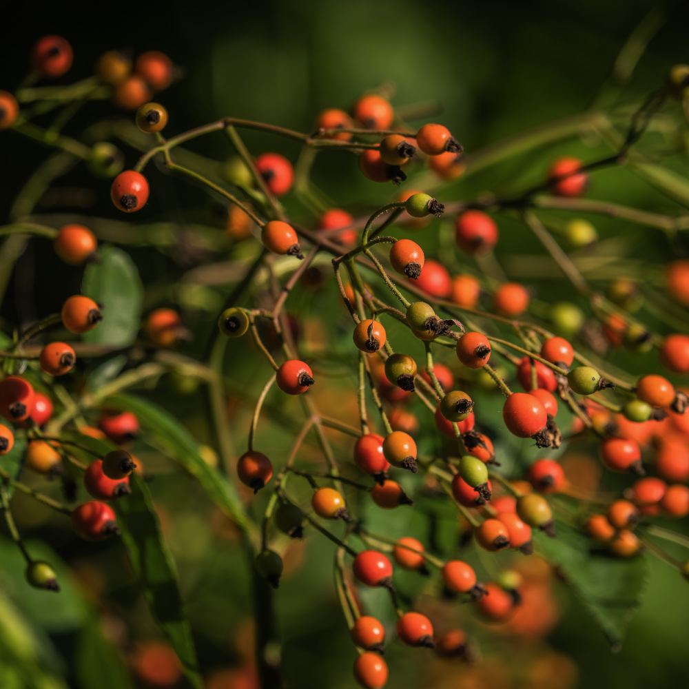 Rosehip Powder
