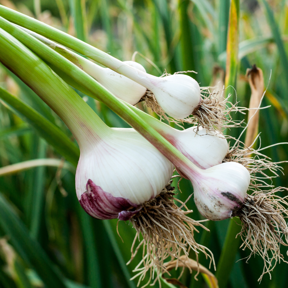 Garlic Powder