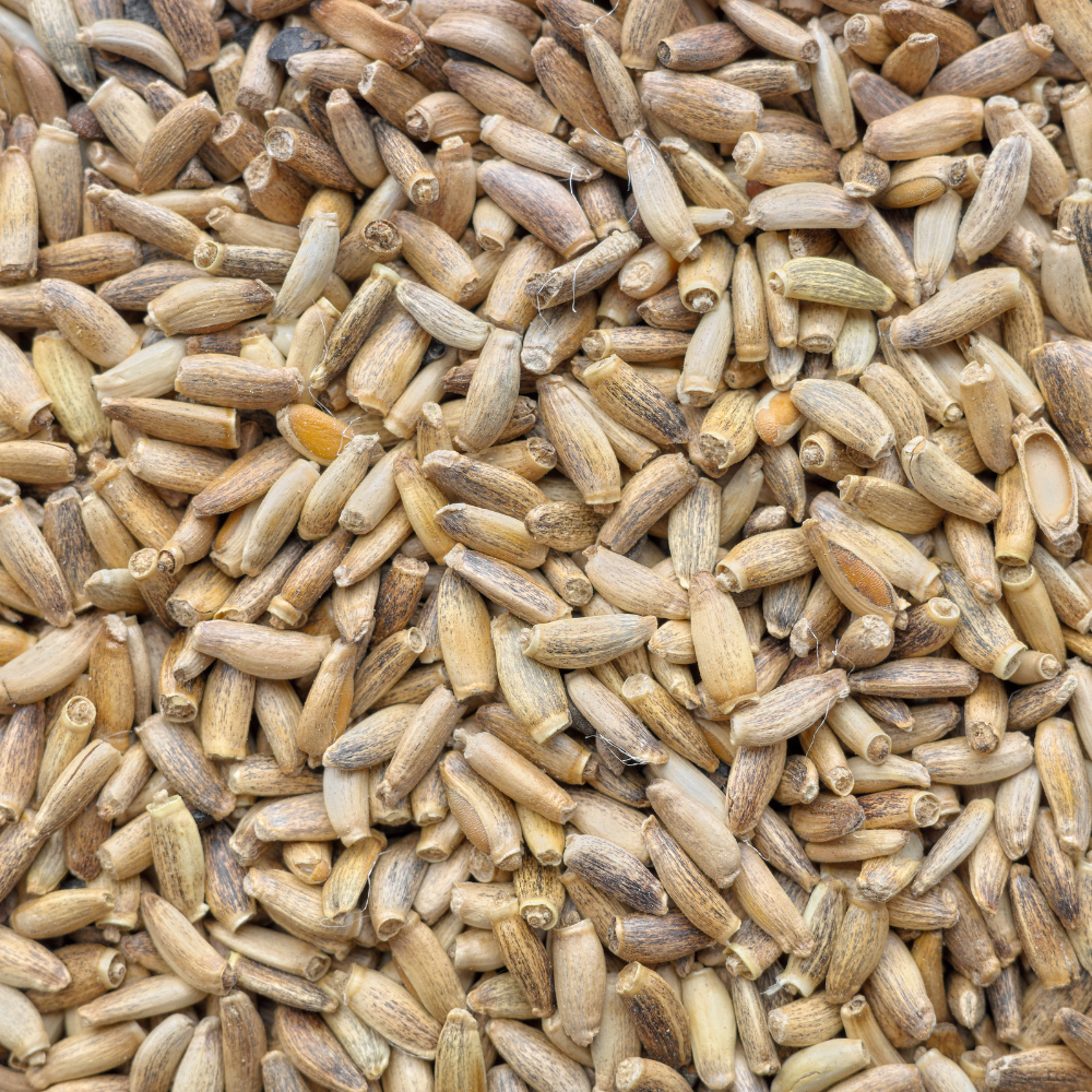 Milk Thistle (St Mary's Thistle) Seed