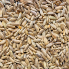 Milk Thistle (St Mary's Thistle) Seed
