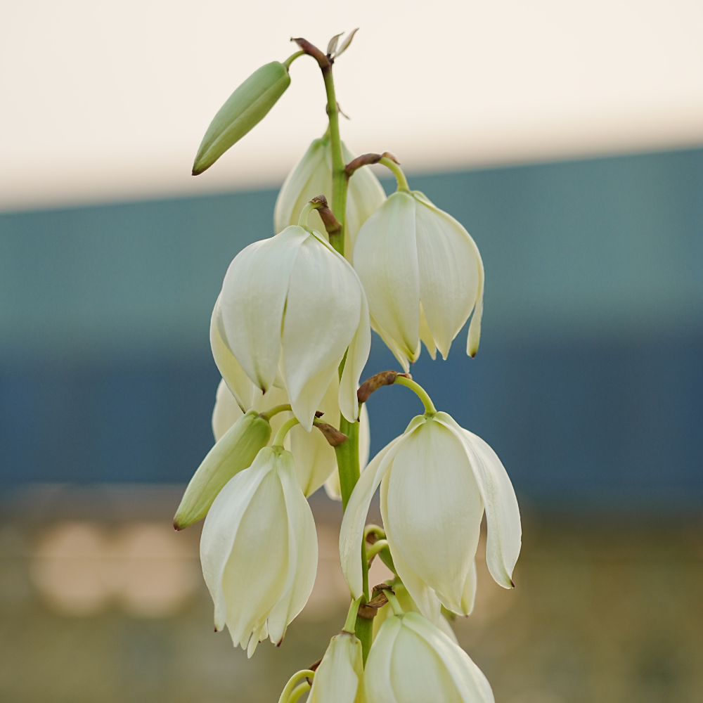 Yucca Powder