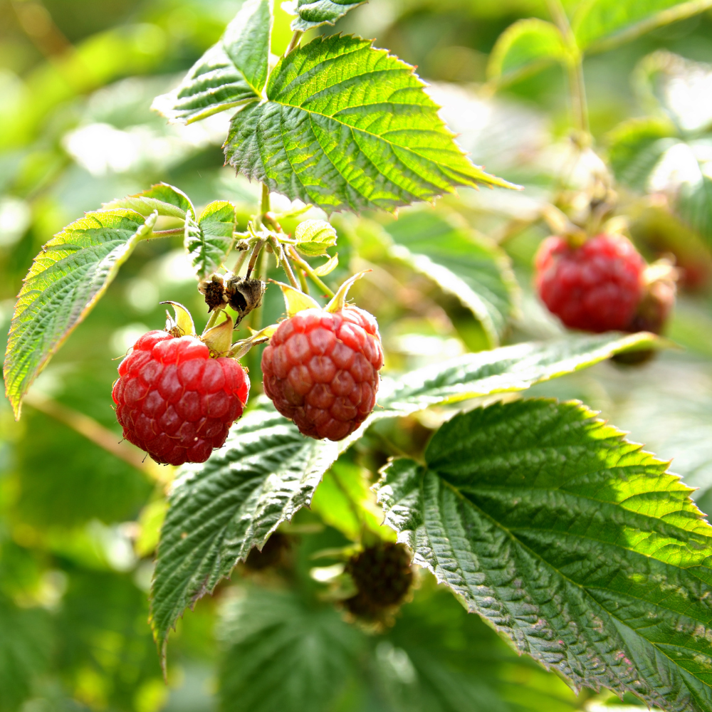 Raspberry Leaf