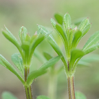 Clivers / Cleavers