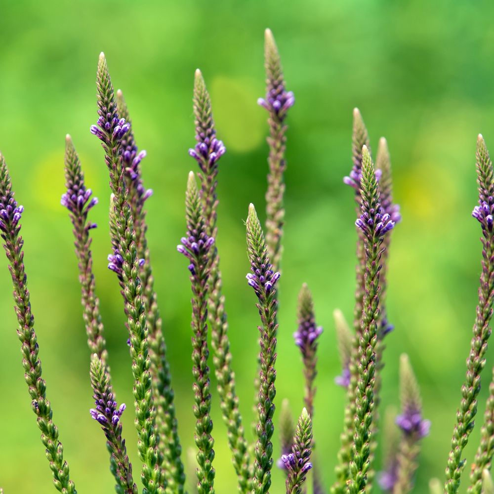 Vervain