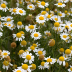 Chamomile Powder