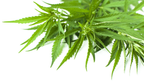 Pawsome Organics Hemp Oil and Turmeric