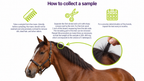 Hair Mineral Analysis: Dogs, Cats & Horses