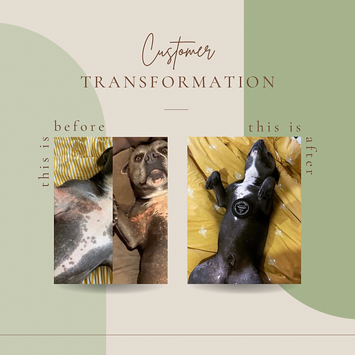 Lemon Myrtle & Hemp Pet Balm - Native Magic