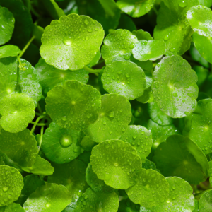 Gotu Kola