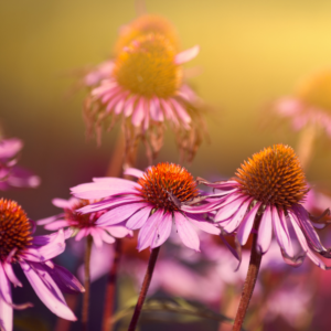 Echinacea