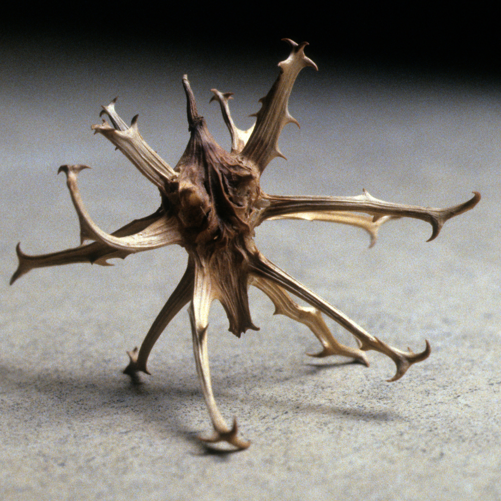 Devils Claw Root & Root Powder