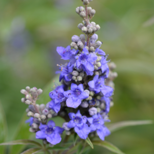 Chaste Tree Berries & Powder