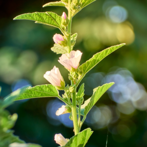 Marshmallow Root & Leaf
