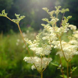 Meadowsweet