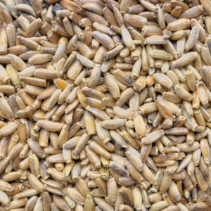 Milk Thistle (St Mary's Thistle) Seed