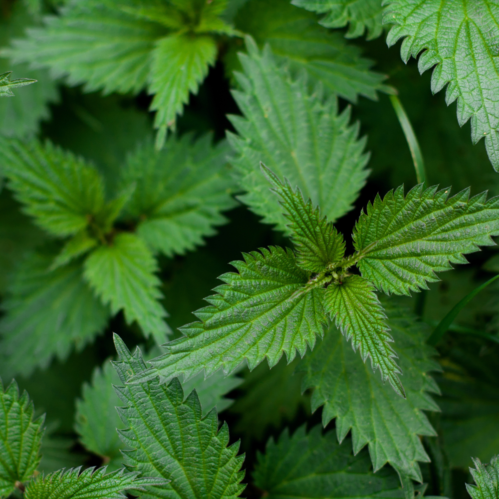 Nettle Leaf Dried