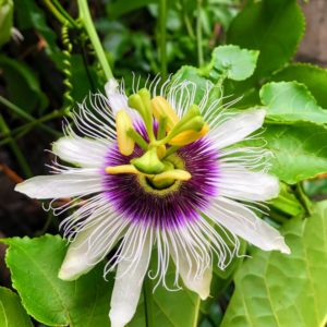Passionflower Dried Tea