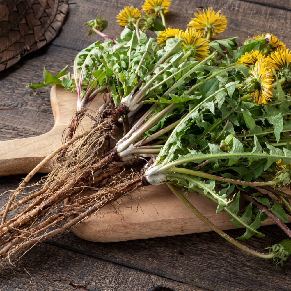 Dandelion Root & Root Powder