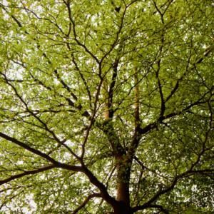 Slippery Elm Bark Powder