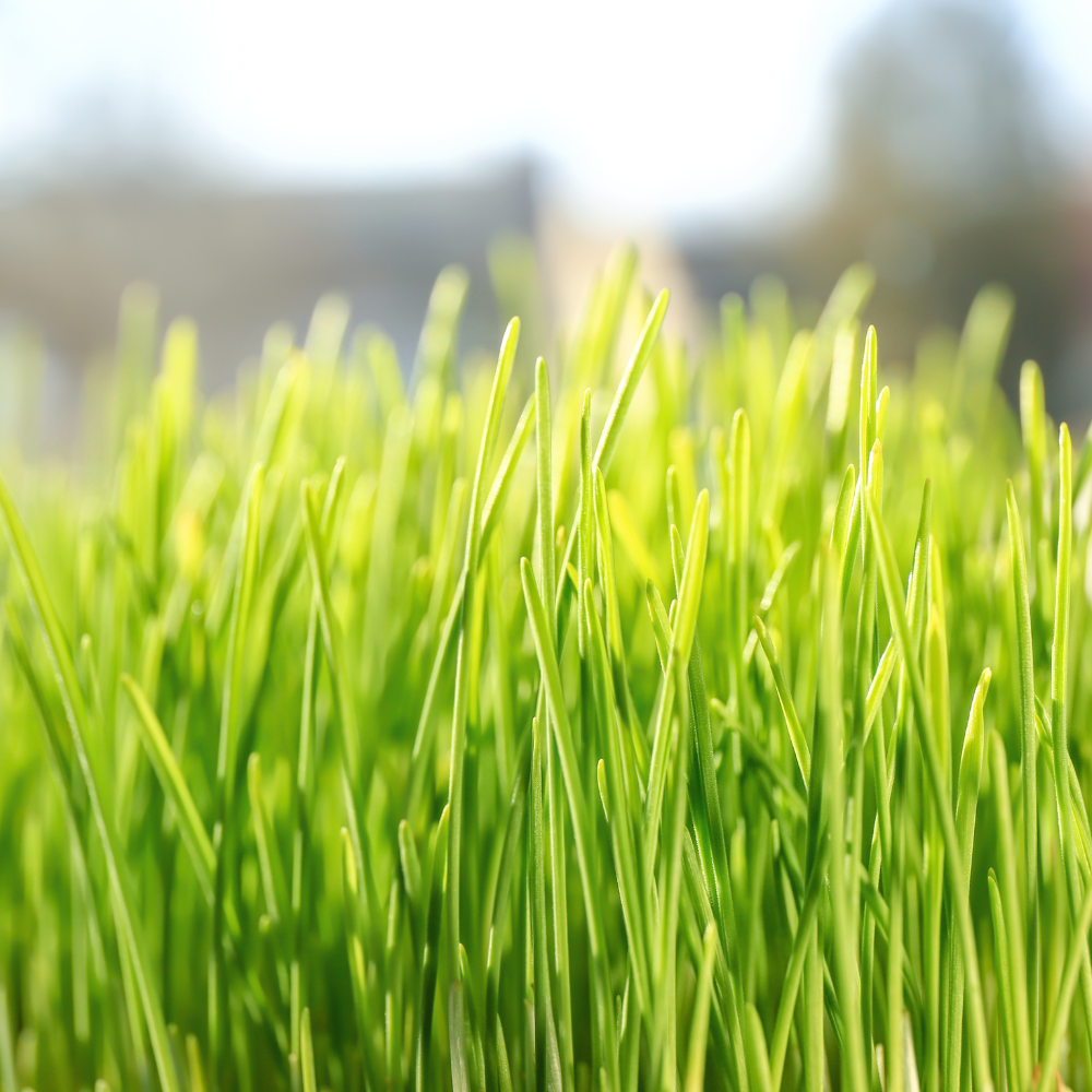 Greenpet Organic Wheatgrass Powder