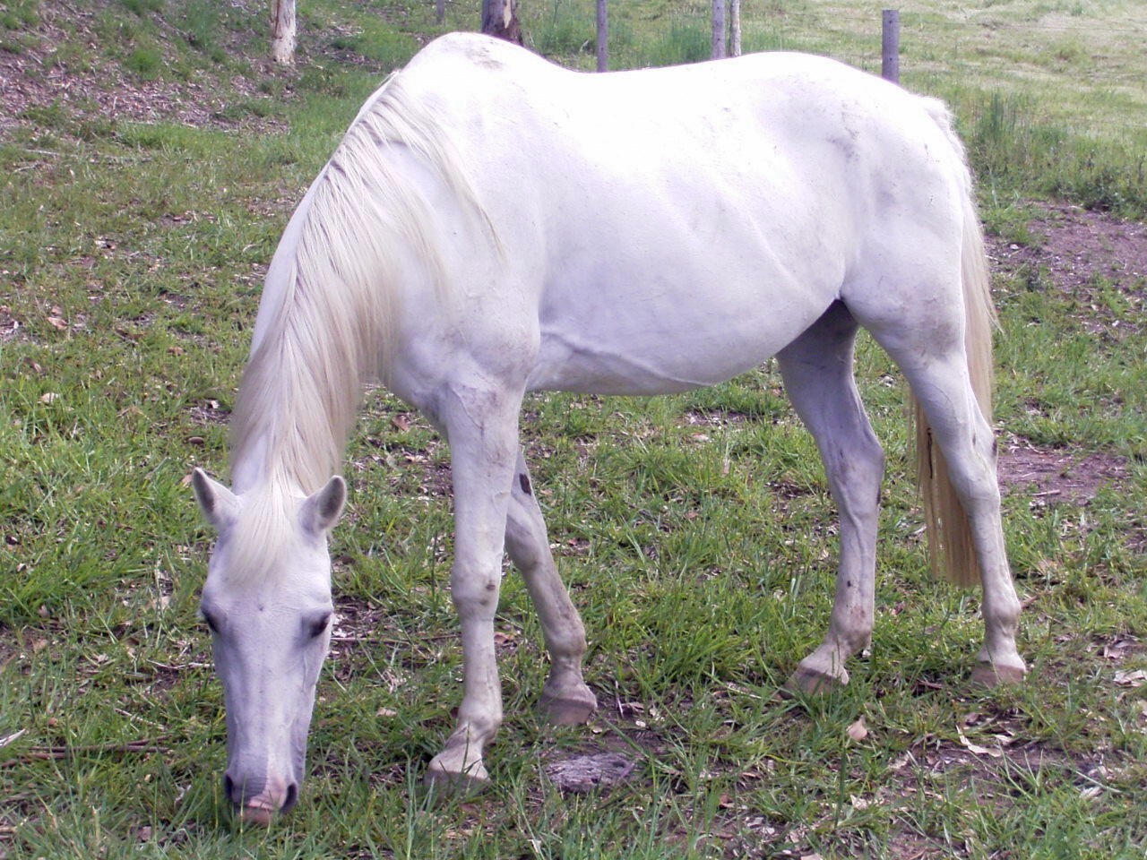 Flash's suspected Fractured Pelvis Recovery Greenpet