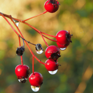 Hawthorn Berry