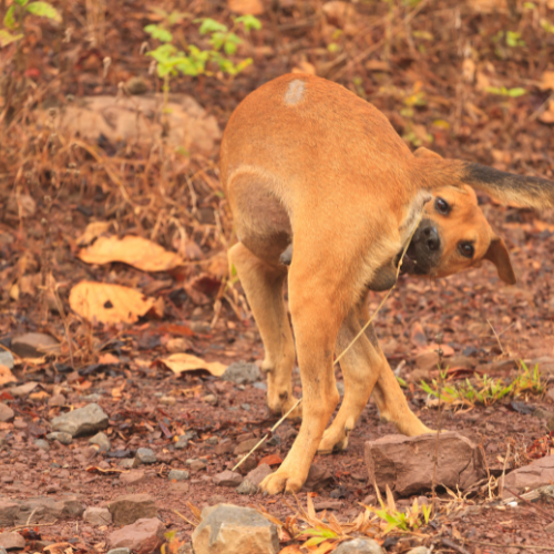 Worms in Dogs & Cats