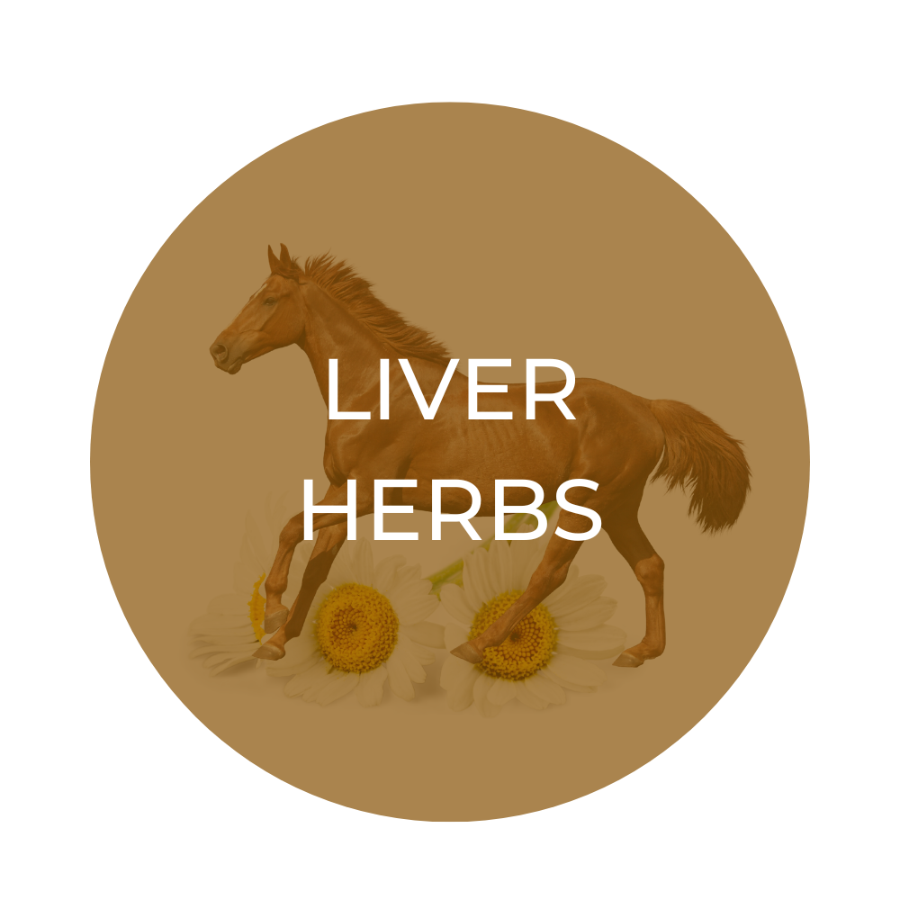 Herbal Equine Liver Tonic Herbs