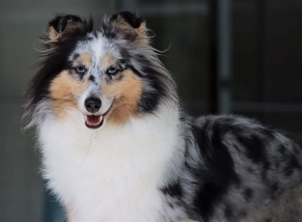 Freeze Dried Dog Food