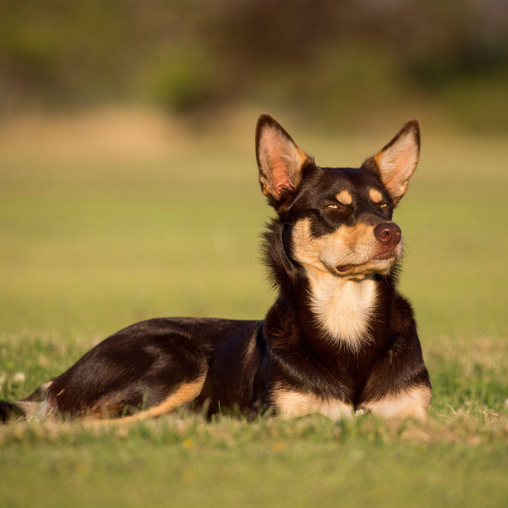 Kelpie’s Constipation Cleared up