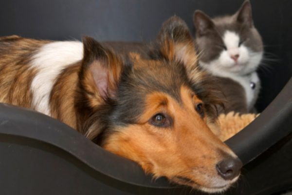 Ask A Naturopath Greenpet