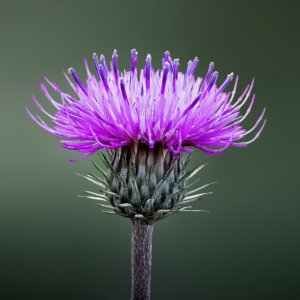 Milk Thistle Herbal Drops