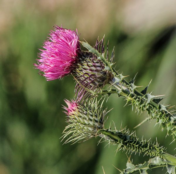 Milk Thistle Herbal Drops