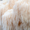 Lion's Mane Mushroom