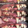 Mira-Pet Toothbrush Kit - Image 4